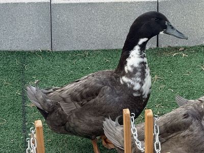 Blue Swedish Drake Duck