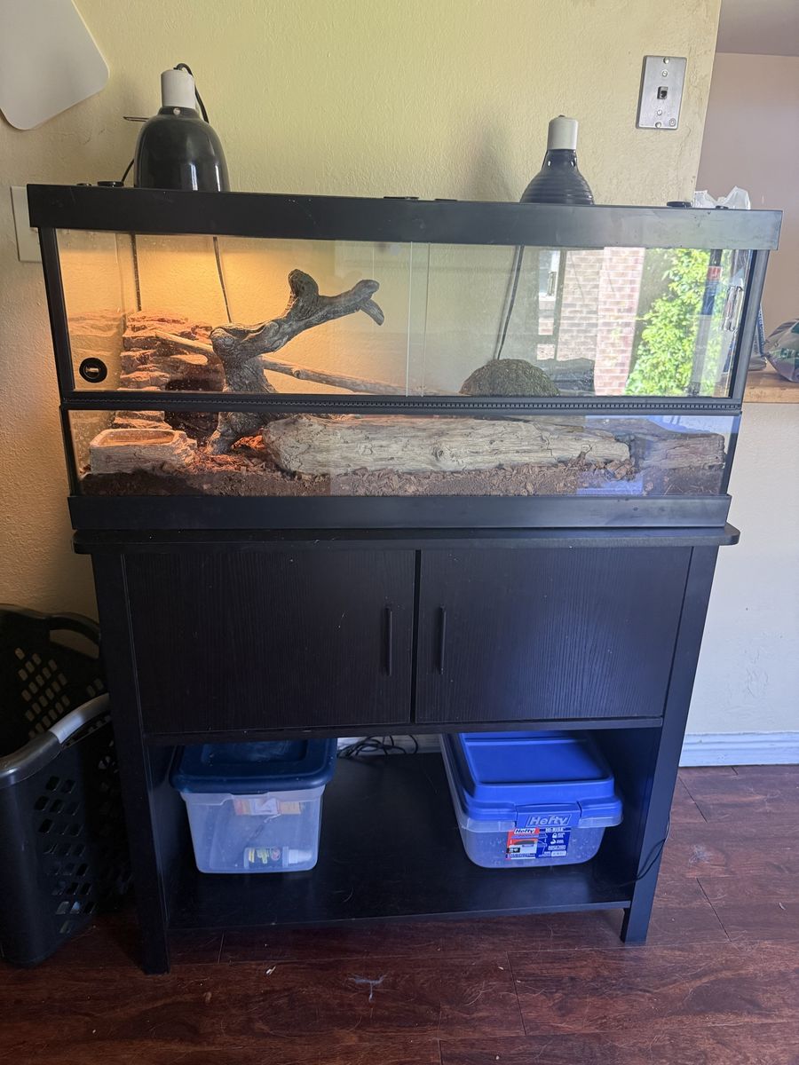 Ball Python (everything included)