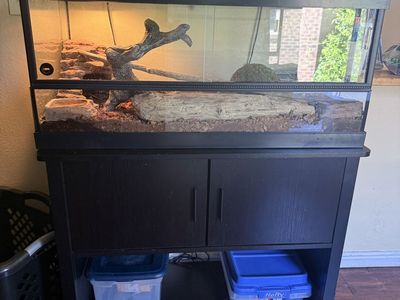 Ball Python (everything included)