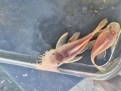 snow white bristlenose plecostomus