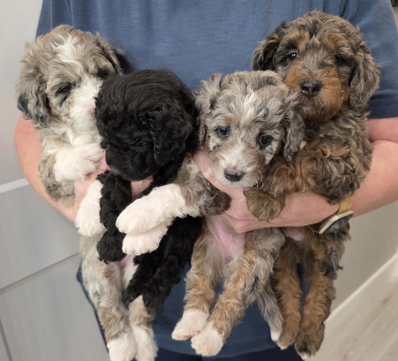 Aussiedoddles New Years Day babies