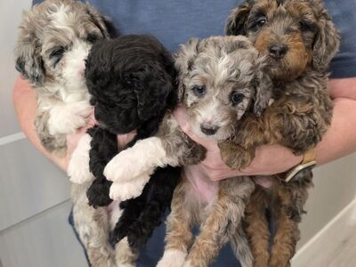 Aussiedoddles New Years Day babies