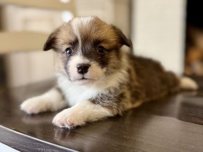 AKC Pembroke Welsh Corgi Puppies