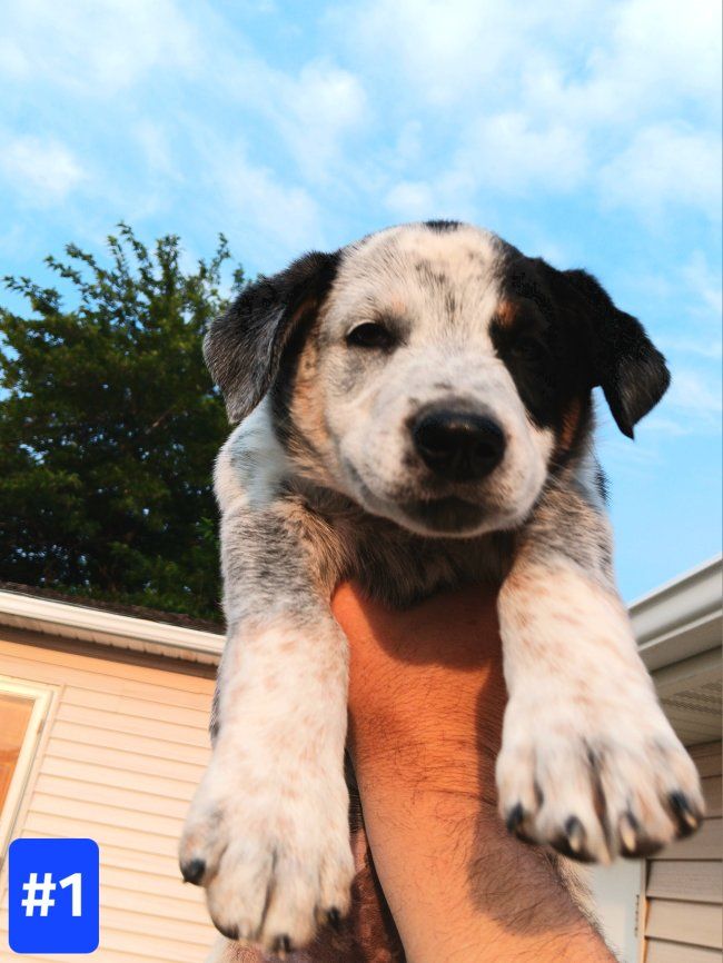 *LAST 2* Cutest Mini Aussie Mix Puppies. Aussie/ Border Collie/ Blue Heeler. All Vaccines Included. Will Deliver.
