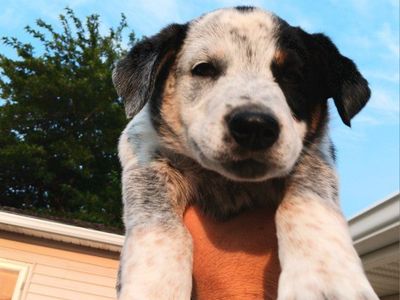 *LAST 2* Cutest Mini Aussie Mix Puppies. Aussie/ Border Collie/ Blue Heeler. All Vaccines Included. Will Deliver.