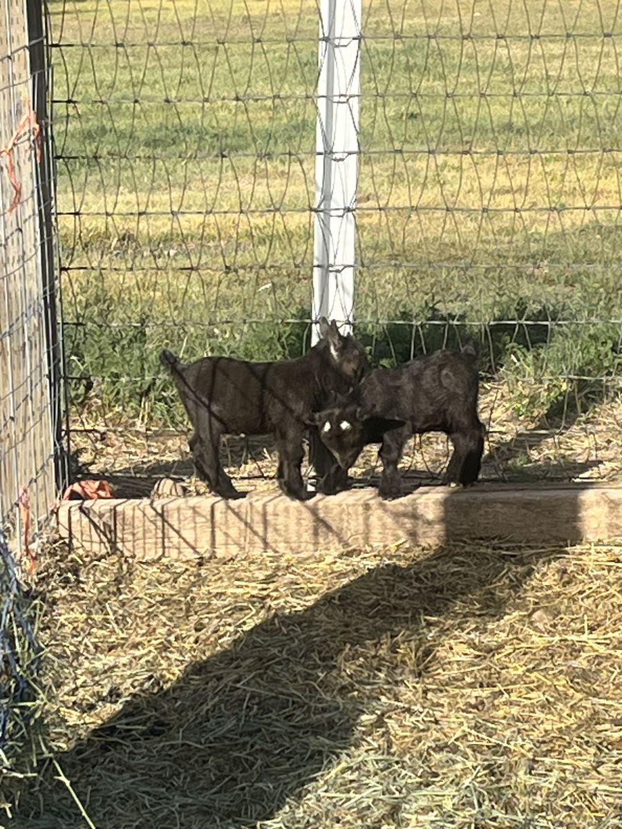 Registered Pygmy Bucklings