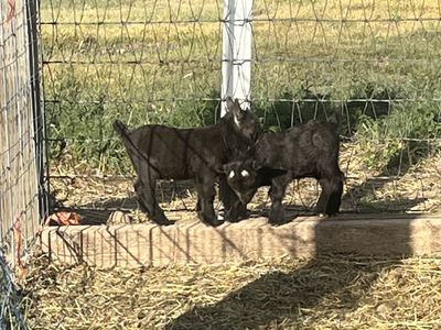 Registered Pygmy Bucklings