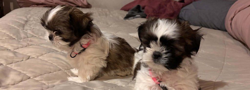 Purebred Shih Tzu Puppies 1  female 3  male