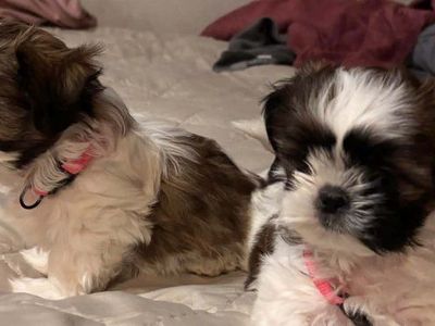 Purebred Shih Tzu Puppies 1 female 3 male