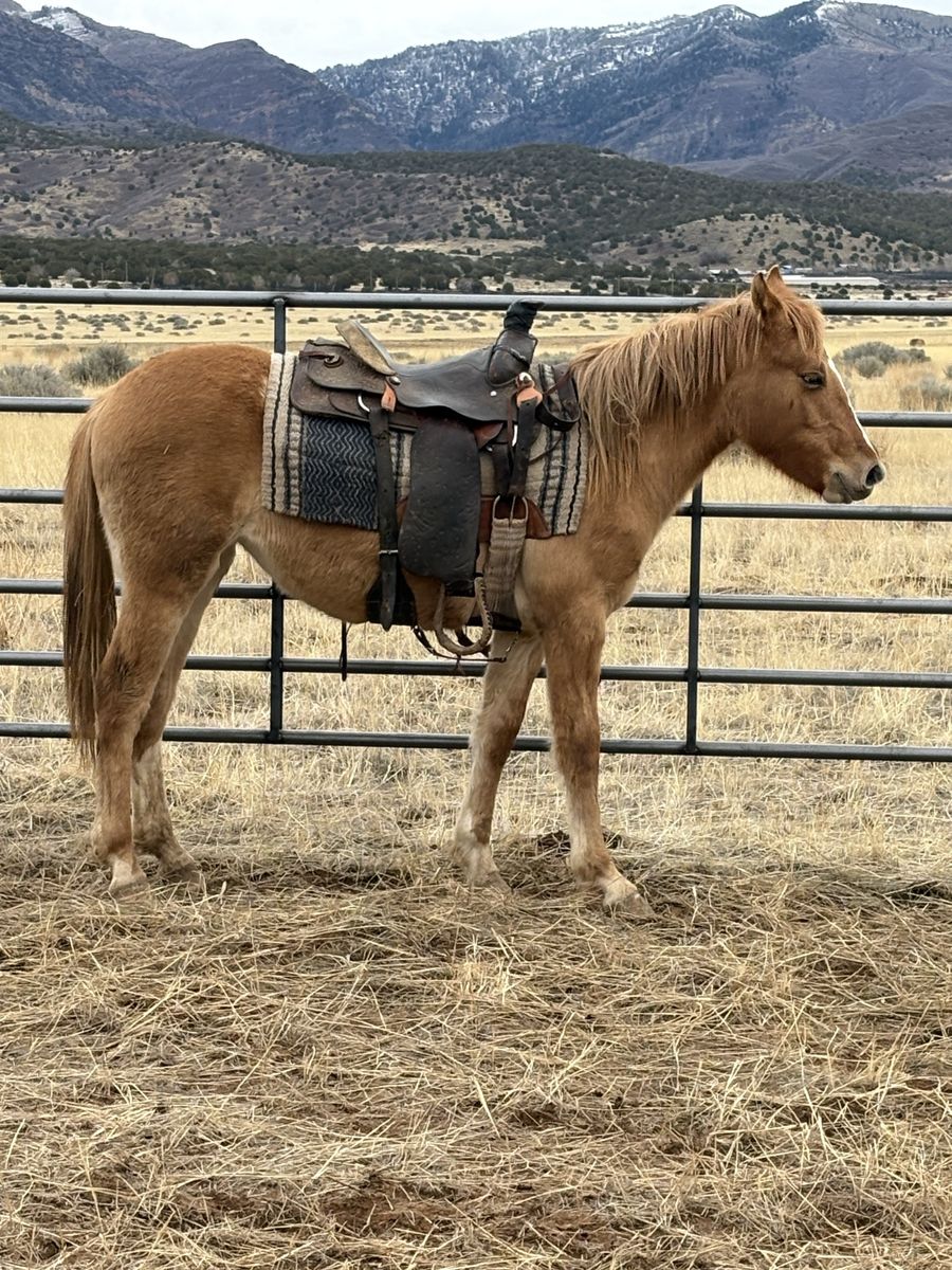 Cutie Pie 2024 1/4 Draft Filly