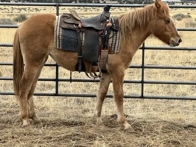 Cutie Pie 2024 1/4 Draft Filly