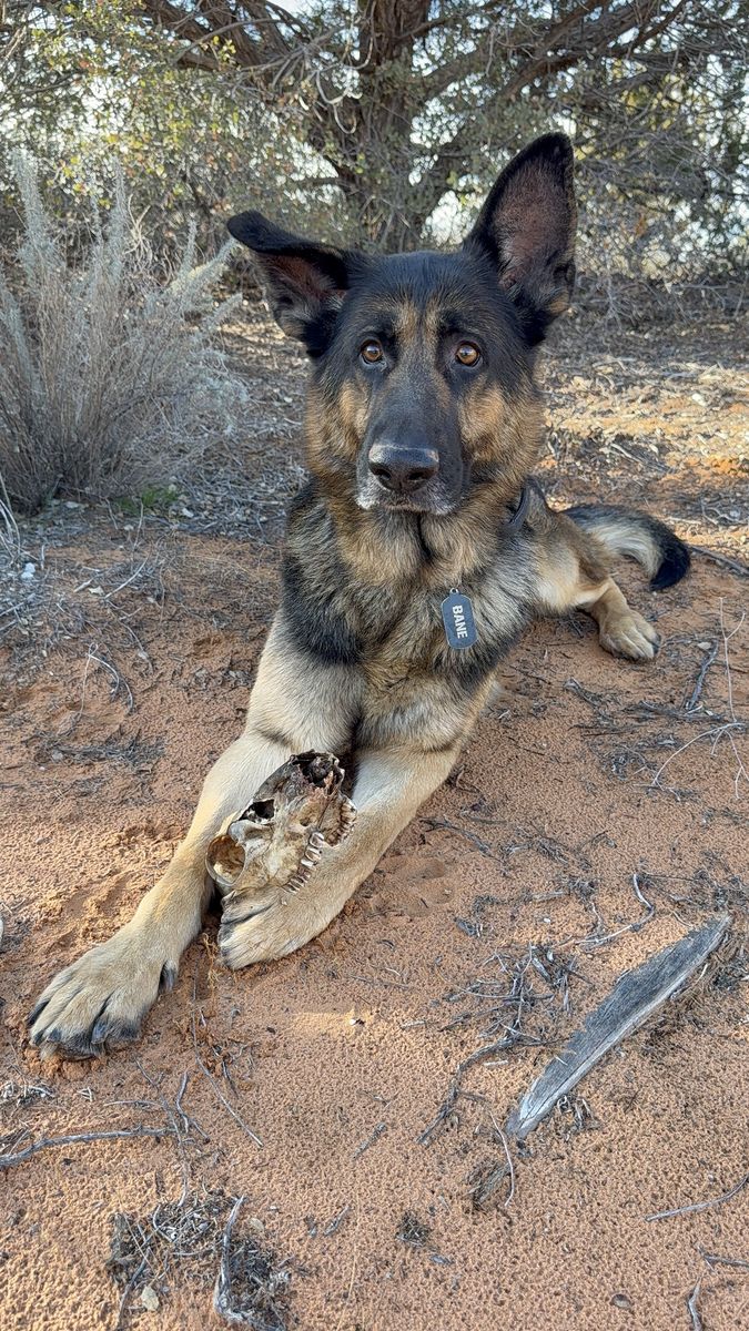 7 Year Old German Shepherd