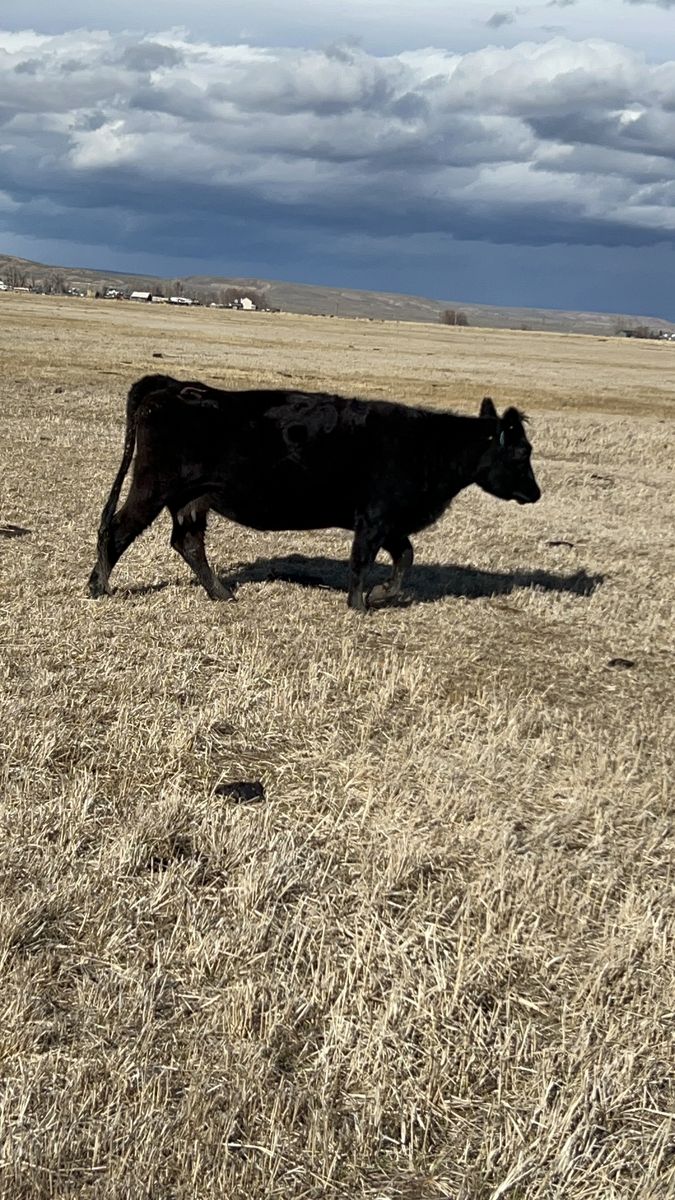 I have Great Angus Semental Cows