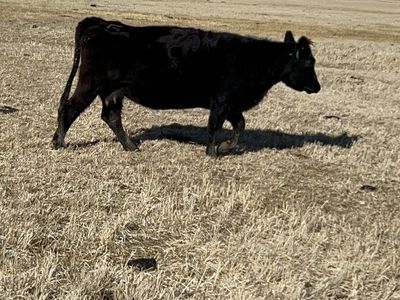 I have Great Angus Semental Cows