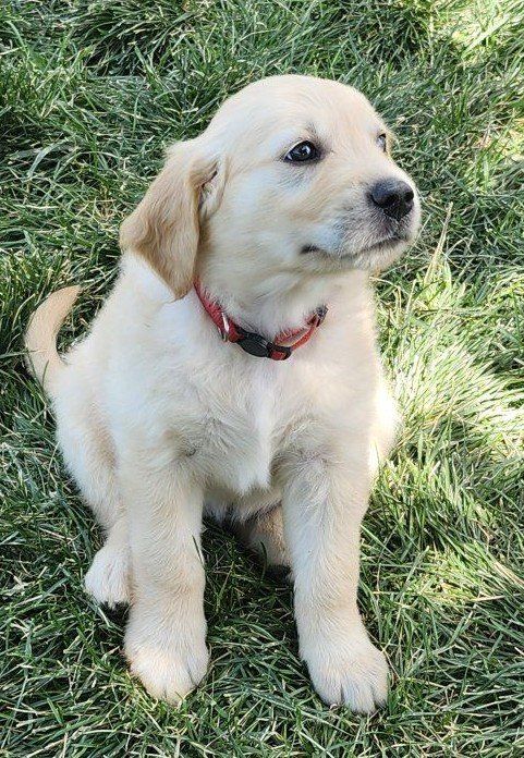 AKC Golden Retriever  Puppies