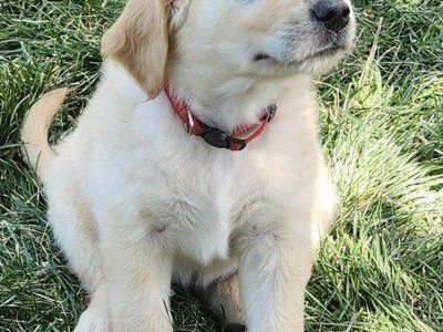 AKC Golden Retriever Puppies