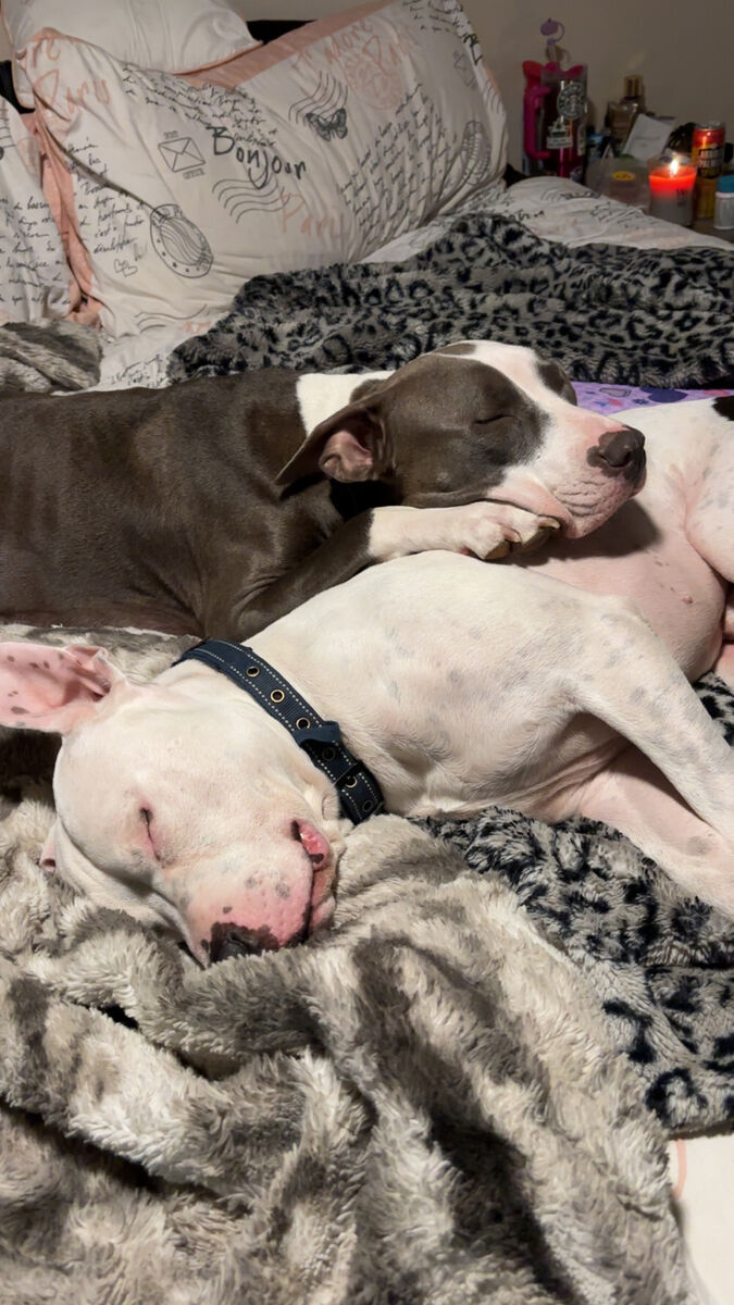 American Bully Puppies