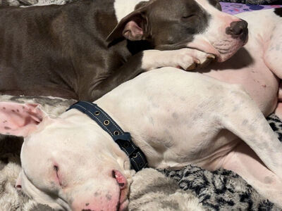 American Bully Puppies