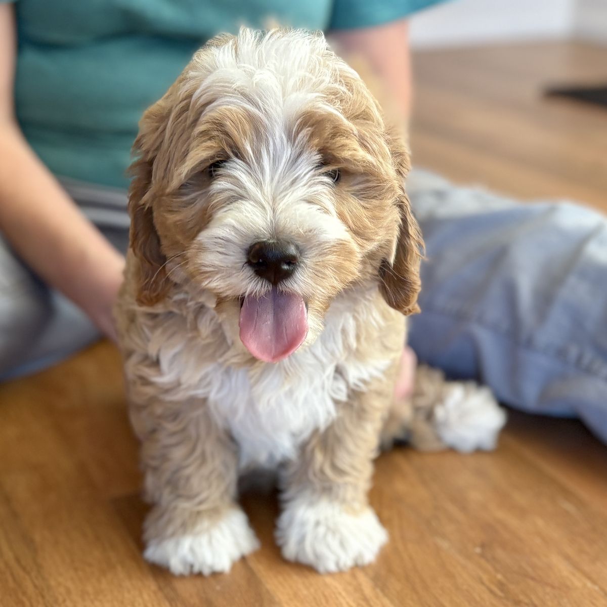 9 week old Bernedoodles 30 lbs as adults 8 wk old Goldendoodles 21 lbs as adults like Poodle, cavapoo, aussiedoodle, labradoodle