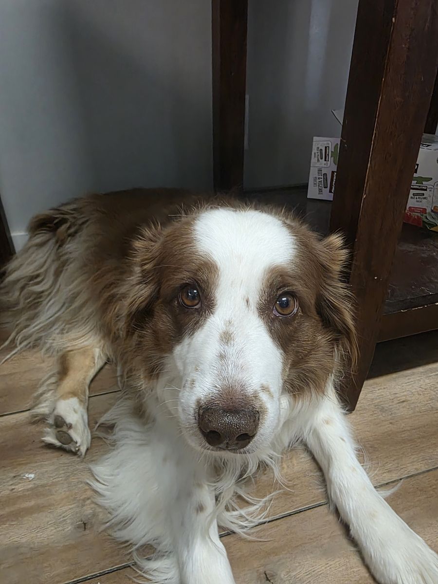 Rehoming Australian shepherd 