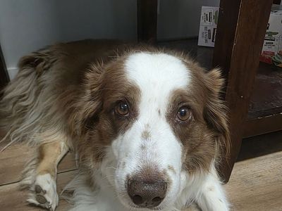 Rehoming Australian shepherd