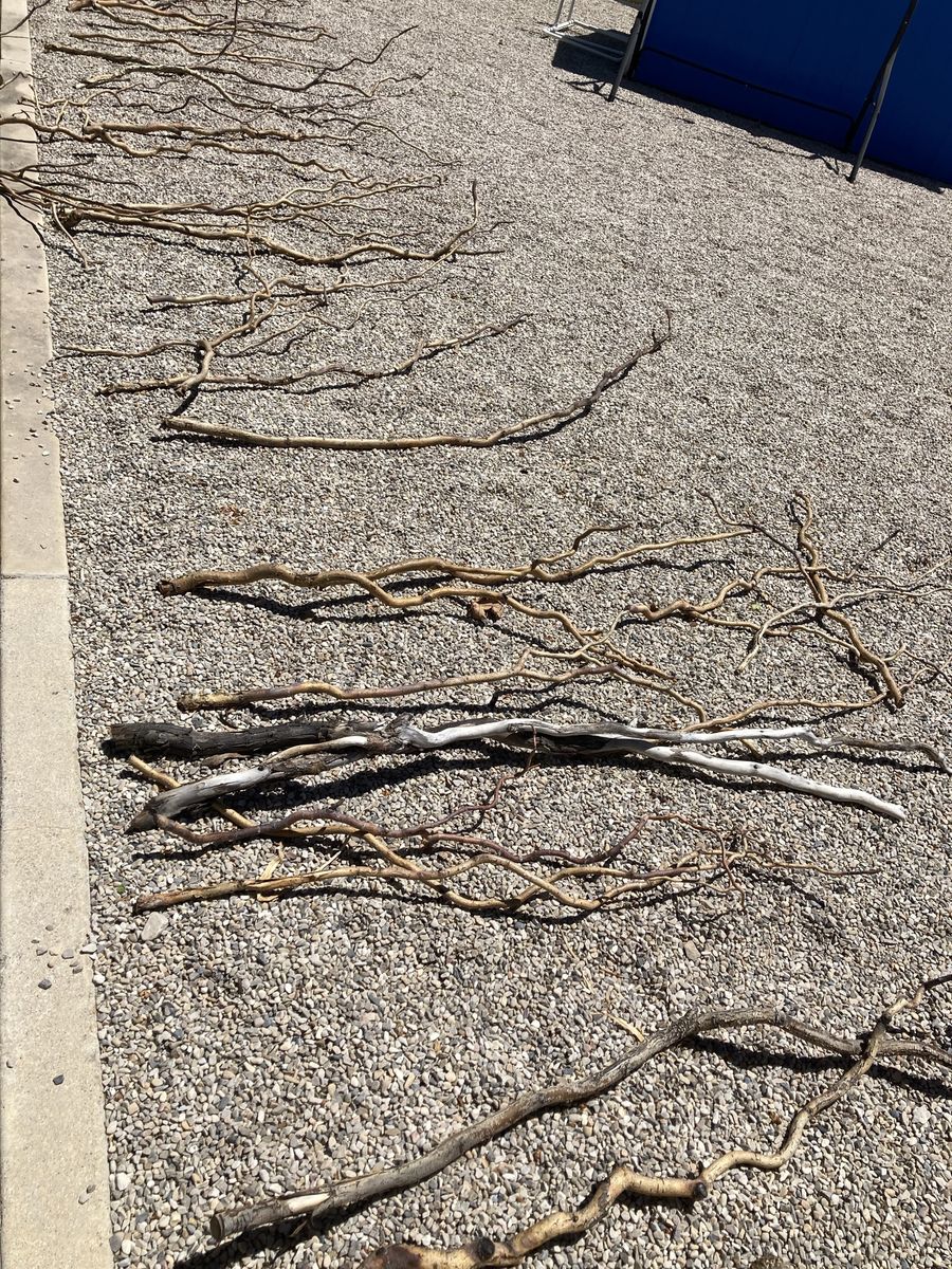 Corkscrew Willow Branches