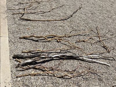 Corkscrew Willow Branches