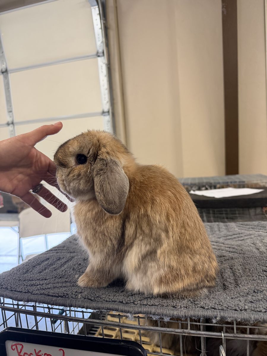 Holland Lop Buck - Pedigreed