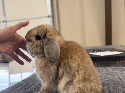 Holland Lop Buck - Pedigreed