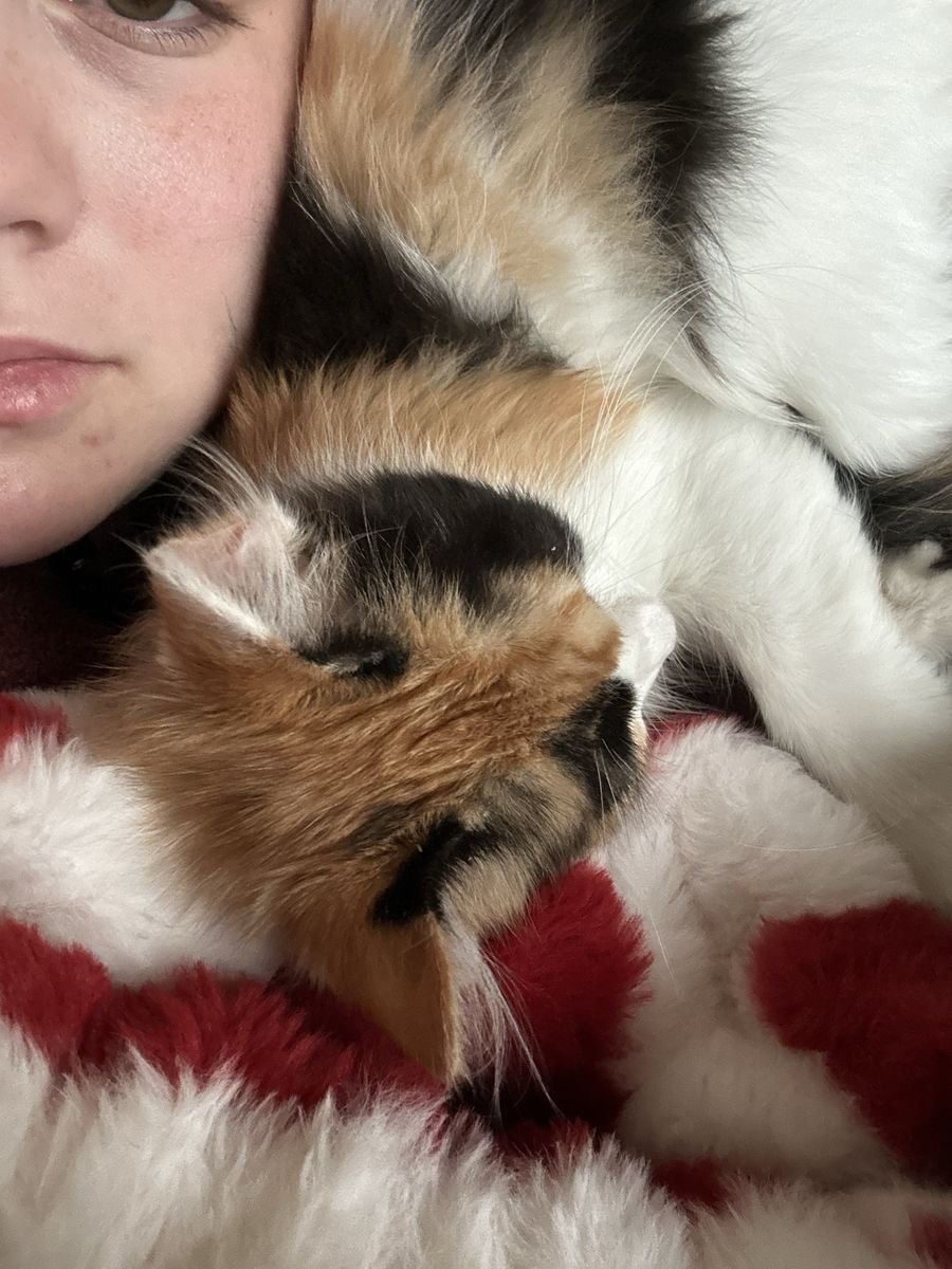 Calico Kitten 20 weeks