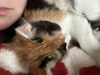 Calico Kitten 20 weeks