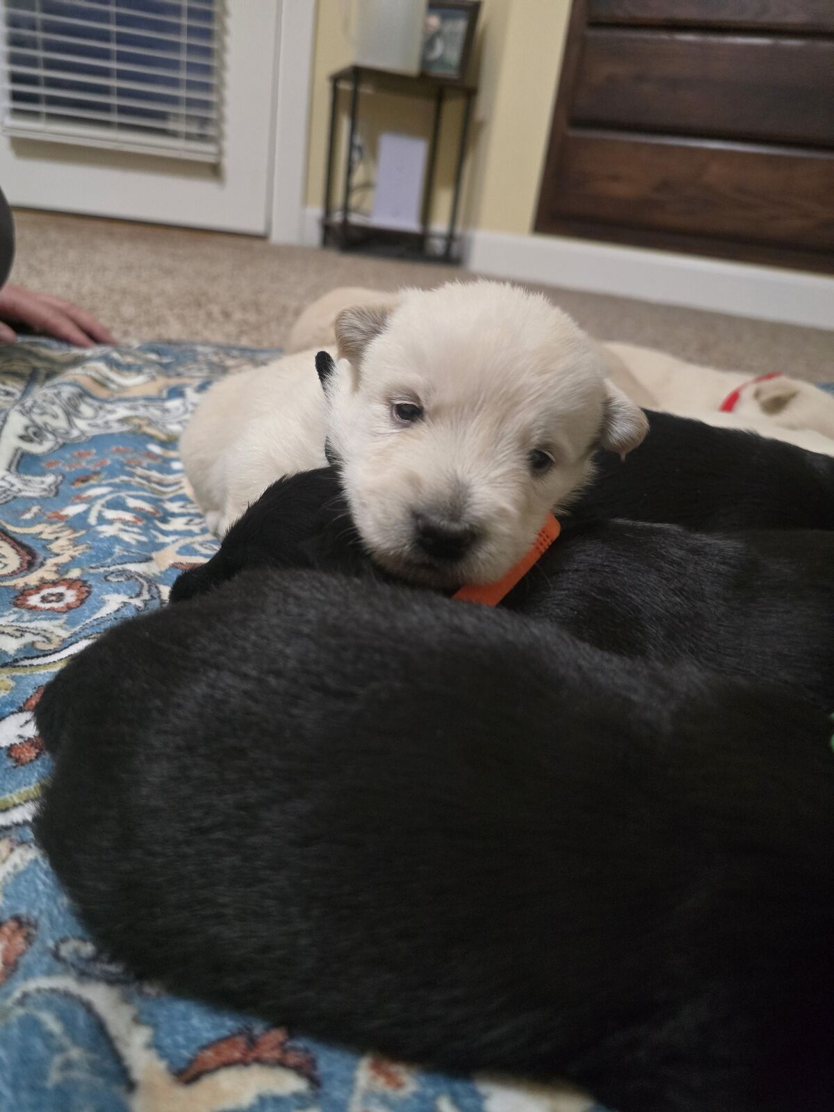 AKC Scottish Terriers