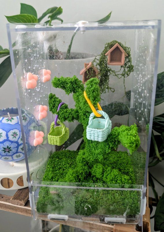 Female jumping spider+ enclosure and accessories