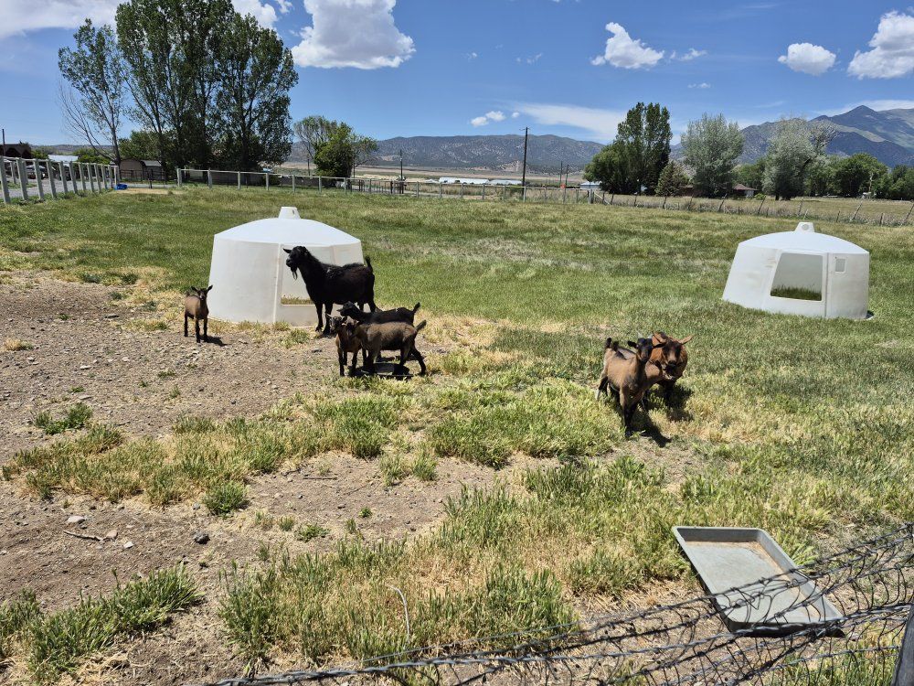 Oberhasli baby goats for sale
