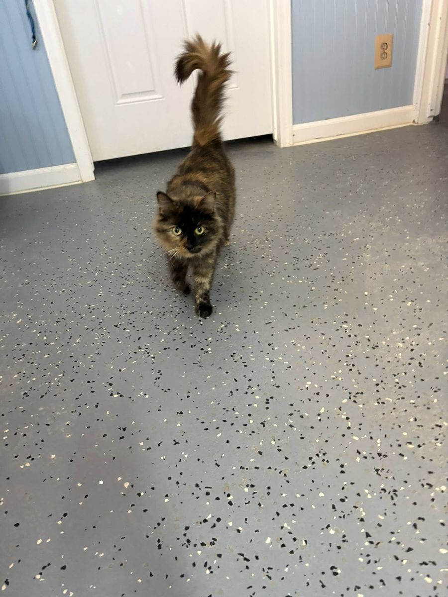 Meet Autumn — your future chatty best friend!