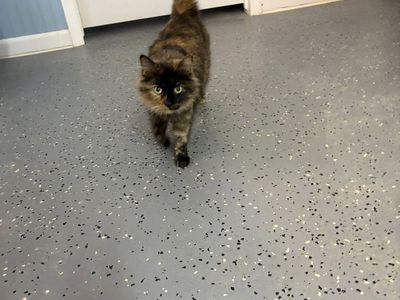 Meet Autumn — your future chatty best friend!