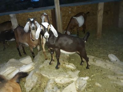 2 - 3 month old wethers, buckling and doelings All beautiful!