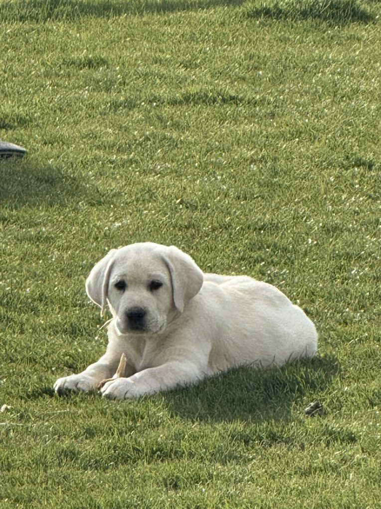 ️AKC WHITE LABRADOR PUPPIES