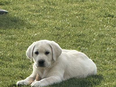 ️AKC WHITE LABRADOR PUPPIES