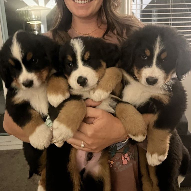 Bernese Mountain Dog Puppies ready July 14th