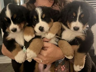 Bernese Mountain Dog Puppies ready July 14th
