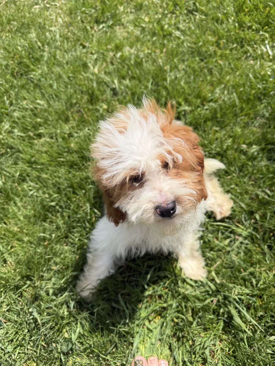 F1b Cavapoos