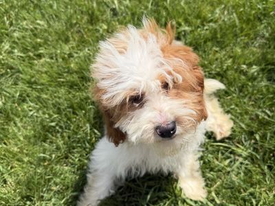 F1b Cavapoos