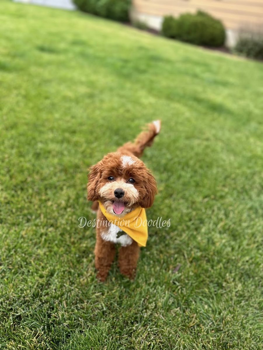 5lb Toy Cavapoo Stud! FF, BB, Ssp, 10/10 Red Intensity! 