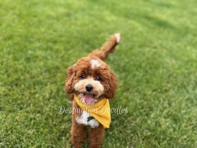 5lb Toy Cavapoo Stud! FF, BB, Ssp, 10/10 Red Intensity!