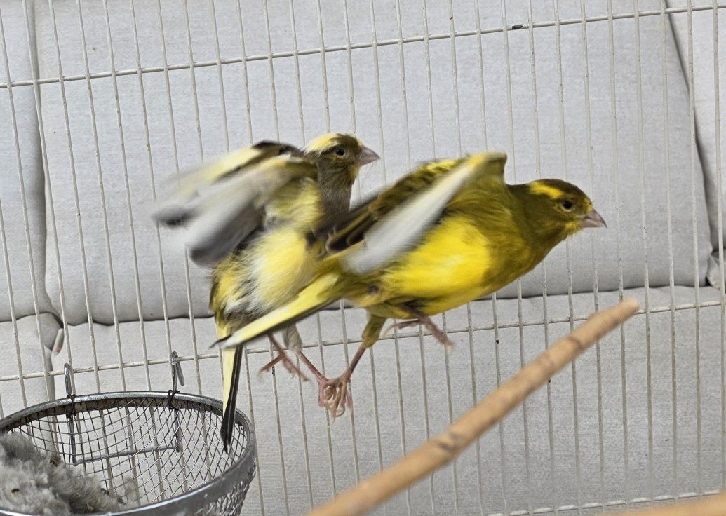 Retired breeding pair of American singers.