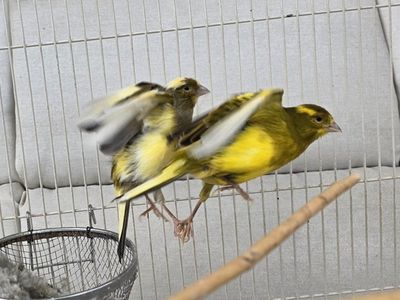 Retired breeding pair of American singers.