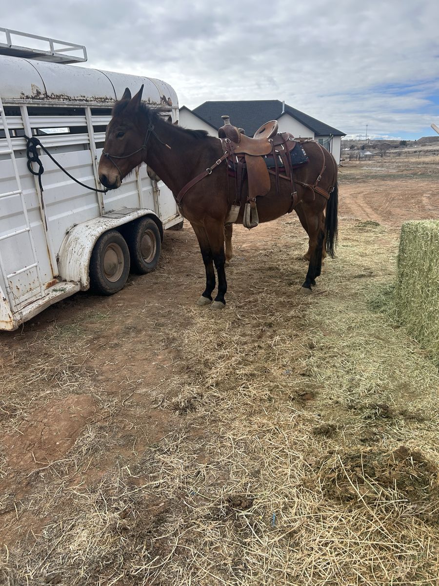 Molly mule 17 years old