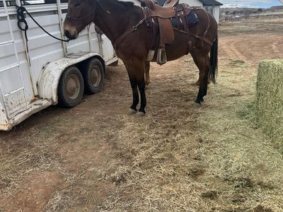 Molly mule 17 years old