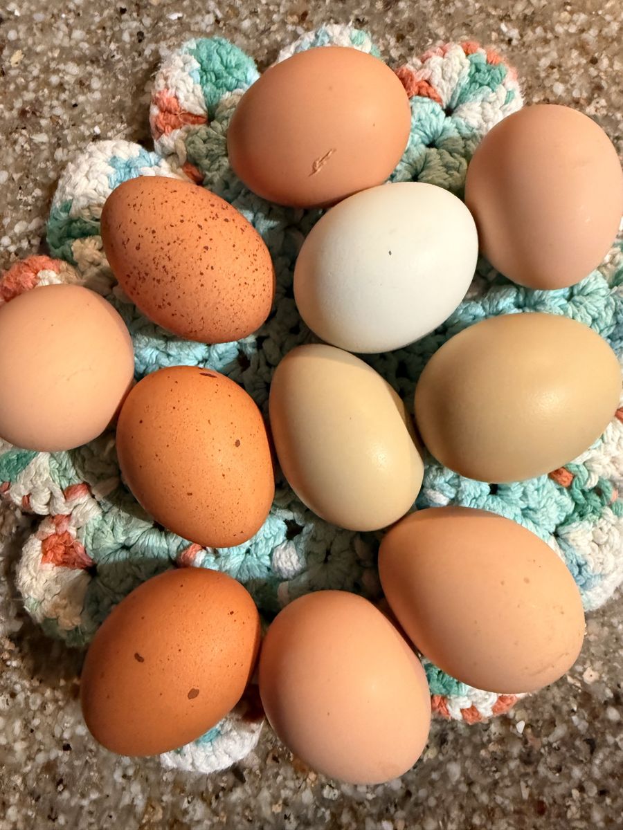 Fresh Farm Eggs - Mixed Colors, Local and Natural